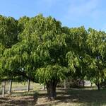 walnut tree-min