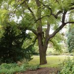 walnut tree- traditional tree-min