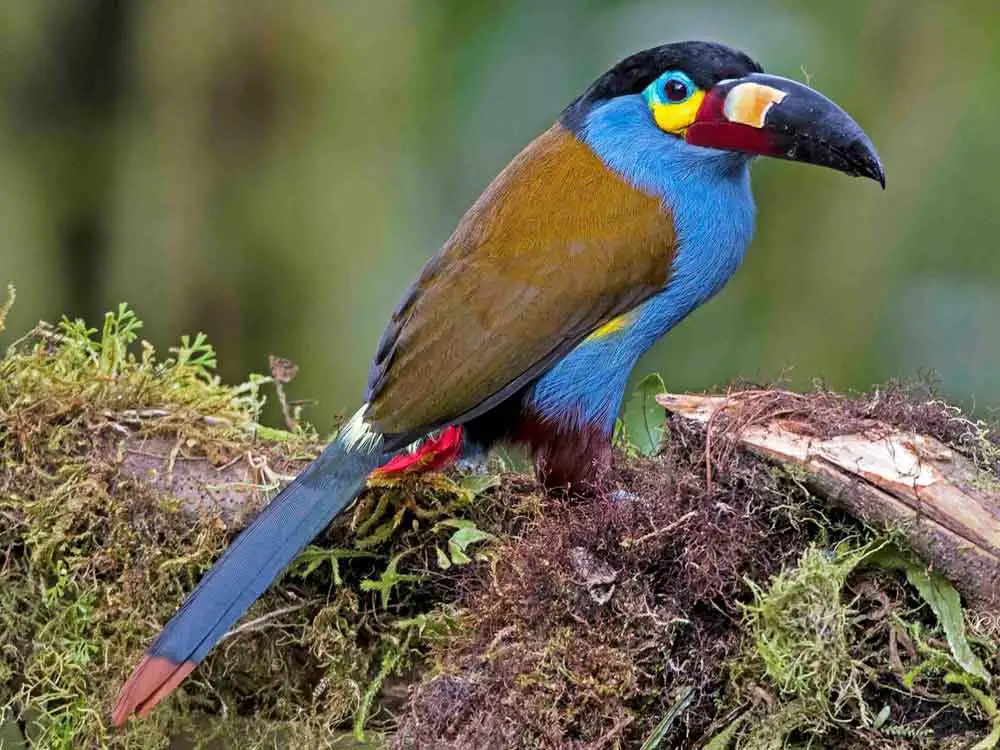 Mindo Calling all bird enthusiasts! Mindo is renowned as a paradise for birdwatchers
